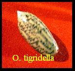 Oliva tigridella, Duclos 1835 